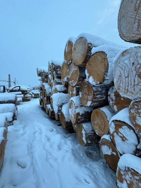 Кедр сибирский кругояк,  доска,  брус от производителя. — фото 4